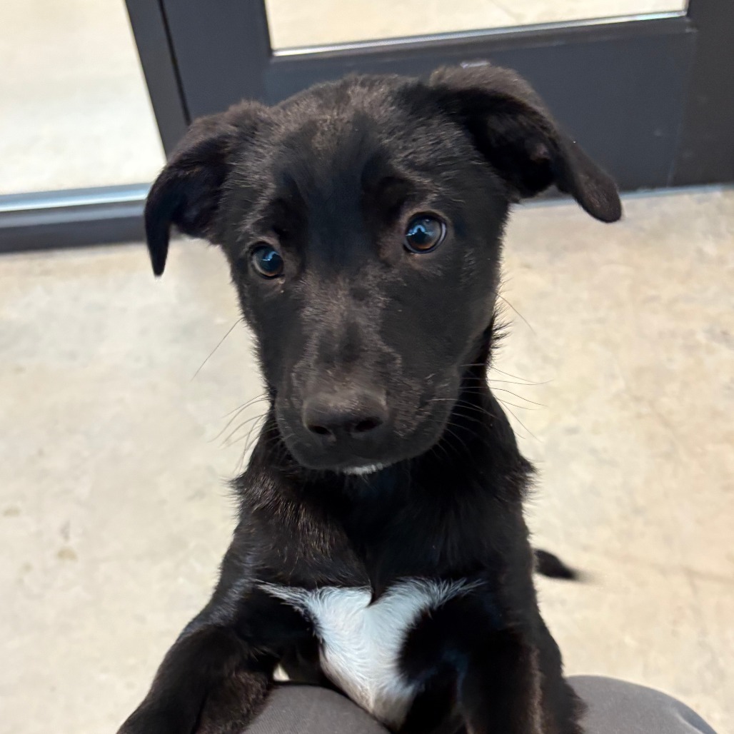 Tri Tip, an adoptable Mixed Breed in Hailey, ID, 83333 | Photo Image 1