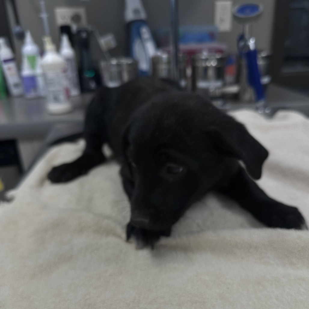 Tri Tip, an adoptable Mixed Breed in Hailey, ID, 83333 | Photo Image 2