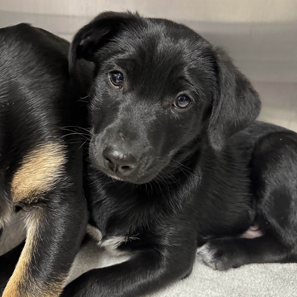 Tri Tip, an adoptable Mixed Breed in Hailey, ID, 83333 | Photo Image 4