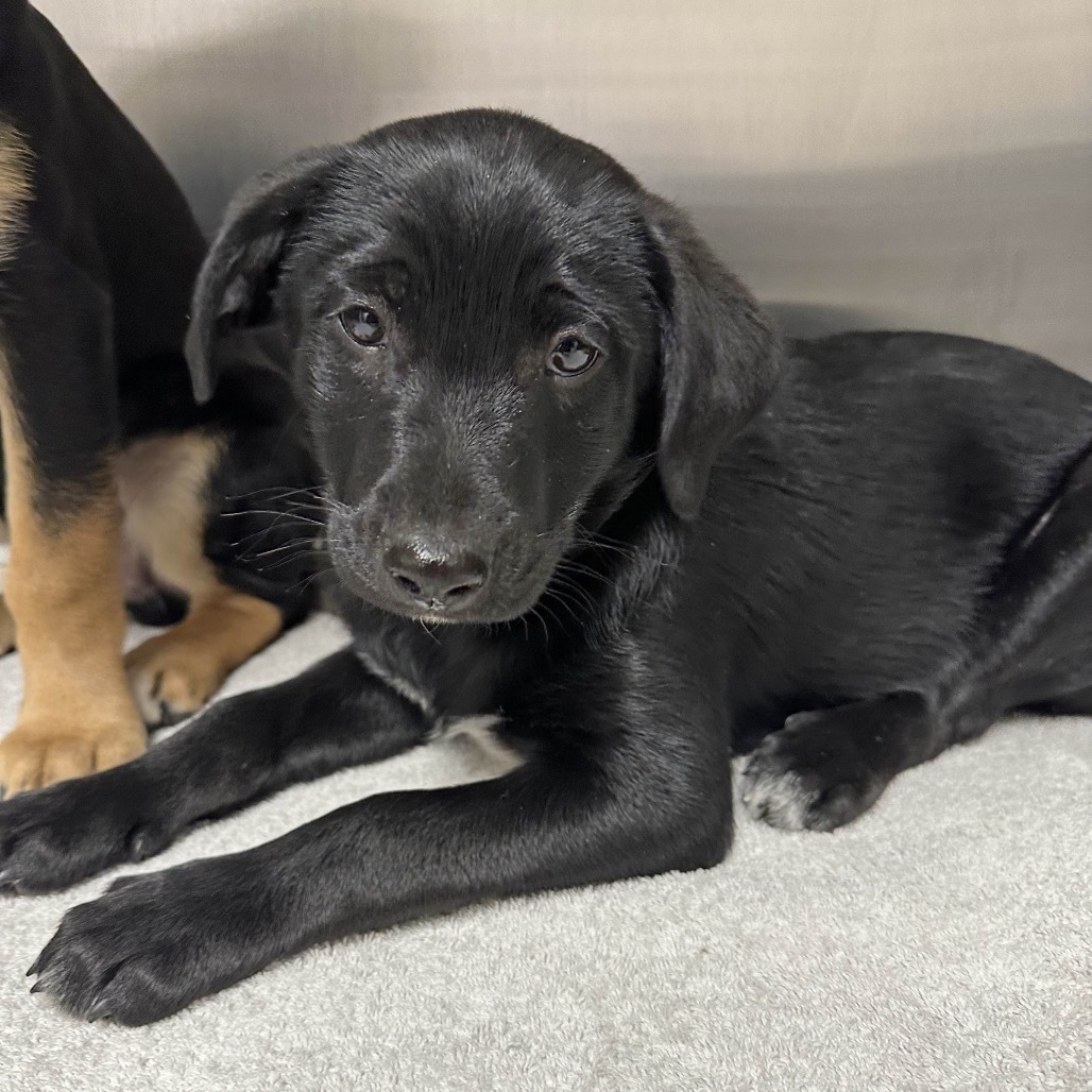 Tri Tip, an adoptable Mixed Breed in Hailey, ID, 83333 | Photo Image 5