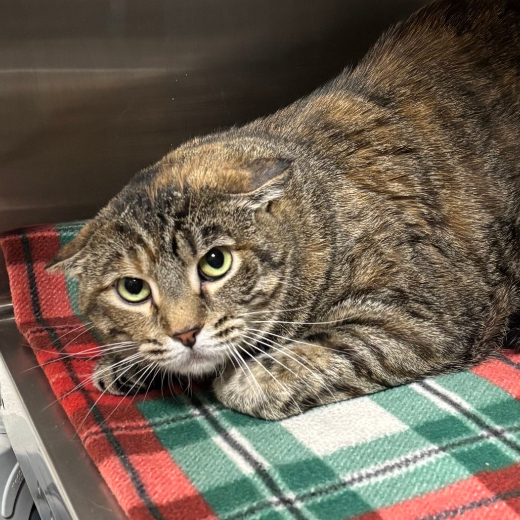 Roz, an adoptable Domestic Short Hair in Cody, WY, 82414 | Photo Image 1