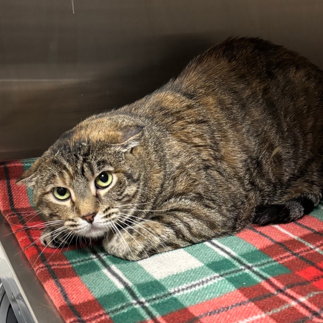 Roz, an adoptable Domestic Short Hair in Cody, WY, 82414 | Photo Image 2