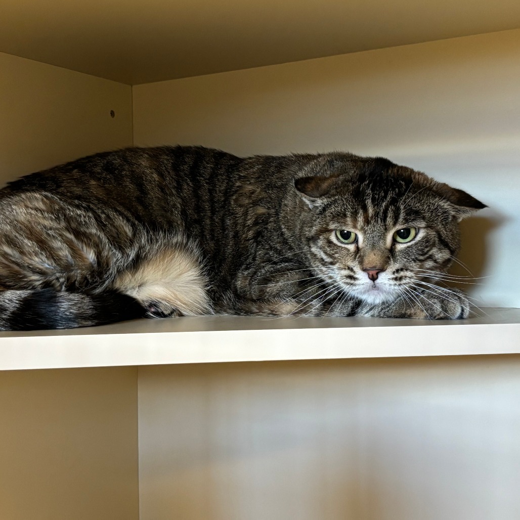 Roz, an adoptable Domestic Short Hair in Cody, WY, 82414 | Photo Image 3