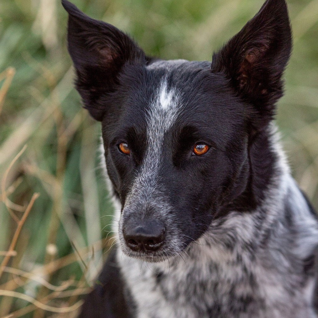 Maggie May*, an adoptable Australian Cattle Dog / Blue Heeler, Border Collie in Cody, WY, 82414 | Photo Image 1