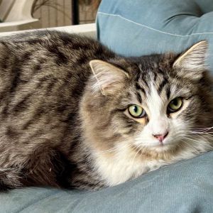 Meet Sterling a dashing young gentleman with a royal name and a heart full of charm With his luxur