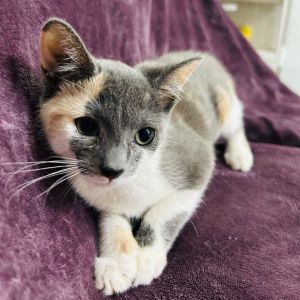 Say hello to Souffle a delicate little darling as light and lovely as her namesake With her soft c
