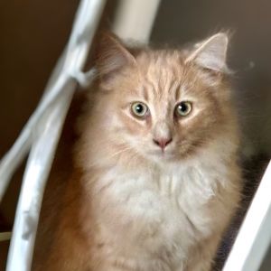 Meet Gold a truly precious boy whose name says it all With his luxurious golde