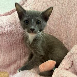 Meet Eclair the sweetest little treat with a soft grey coat and a heart full of