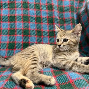Meet Wasabi who is nowhere near as spicy as her name She is a little sweethear