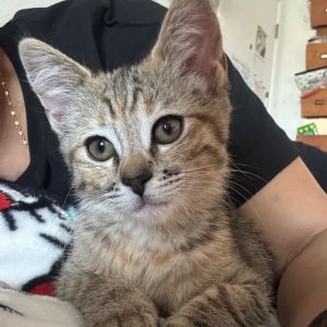Meet Wasabi who is nowhere near as spicy as her name She is a little sweethear