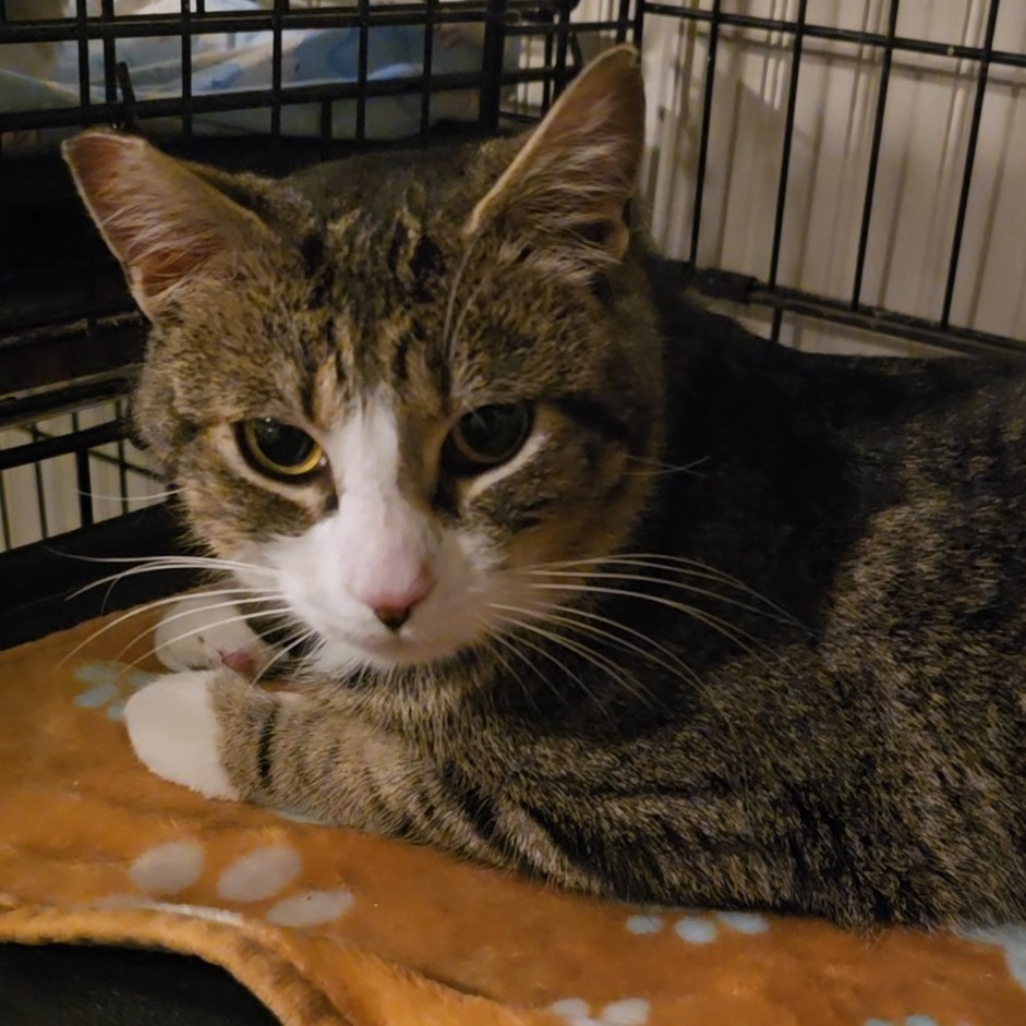 Mushu, an adoptable Domestic Short Hair in Jacksonville, OR, 97530 | Photo Image 1