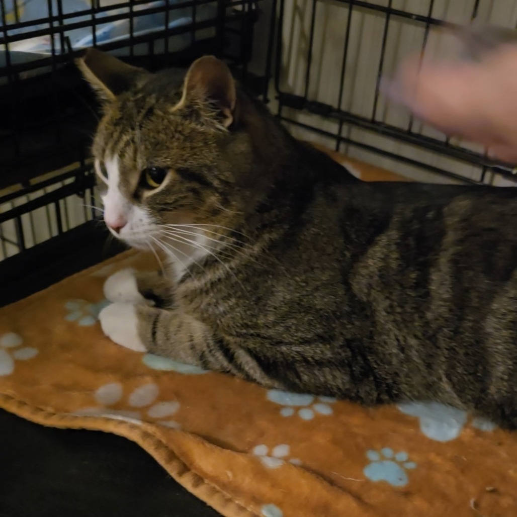 Mushu, an adoptable Domestic Short Hair in Jacksonville, OR, 97530 | Photo Image 2