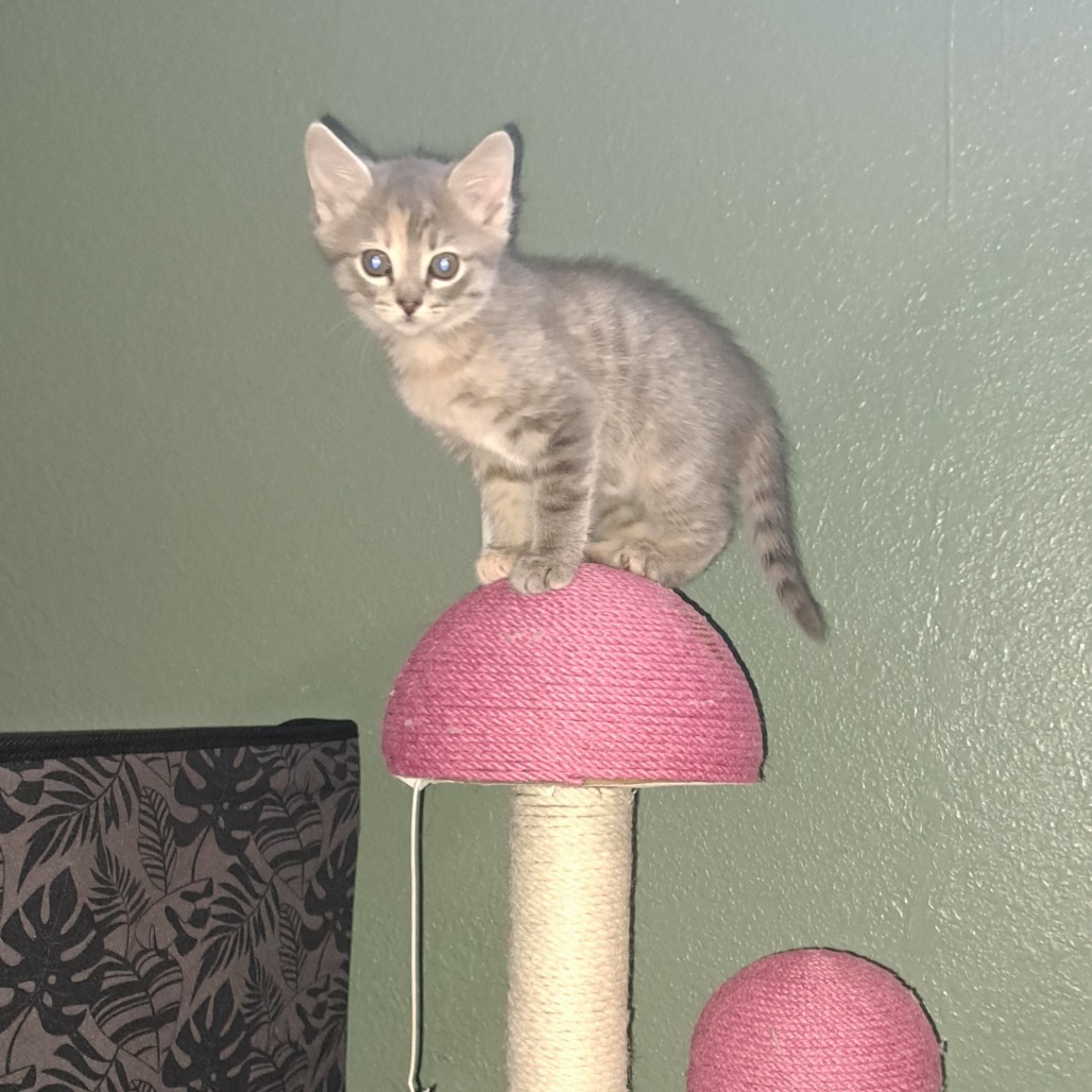 Endora, an adoptable Domestic Short Hair in Jacksonville, OR, 97530 | Photo Image 1