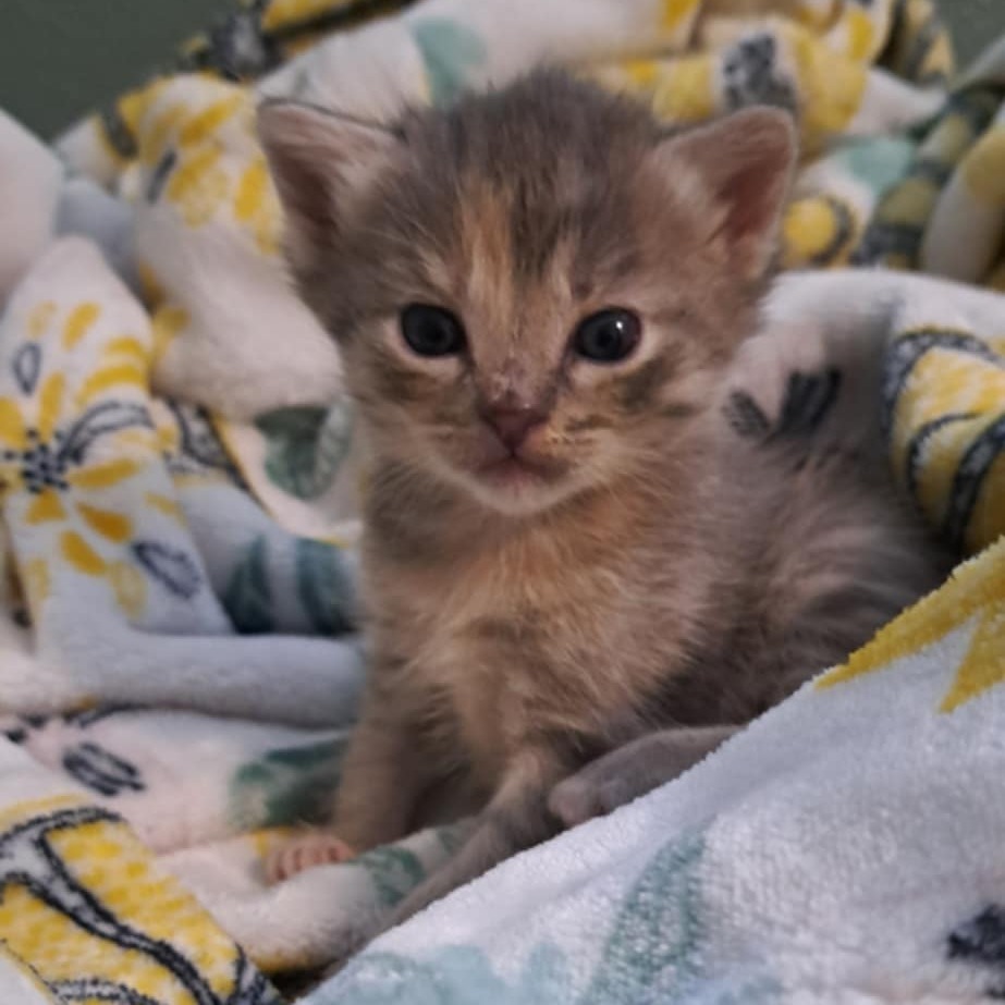 Endora, an adoptable Domestic Short Hair in Jacksonville, OR, 97530 | Photo Image 2