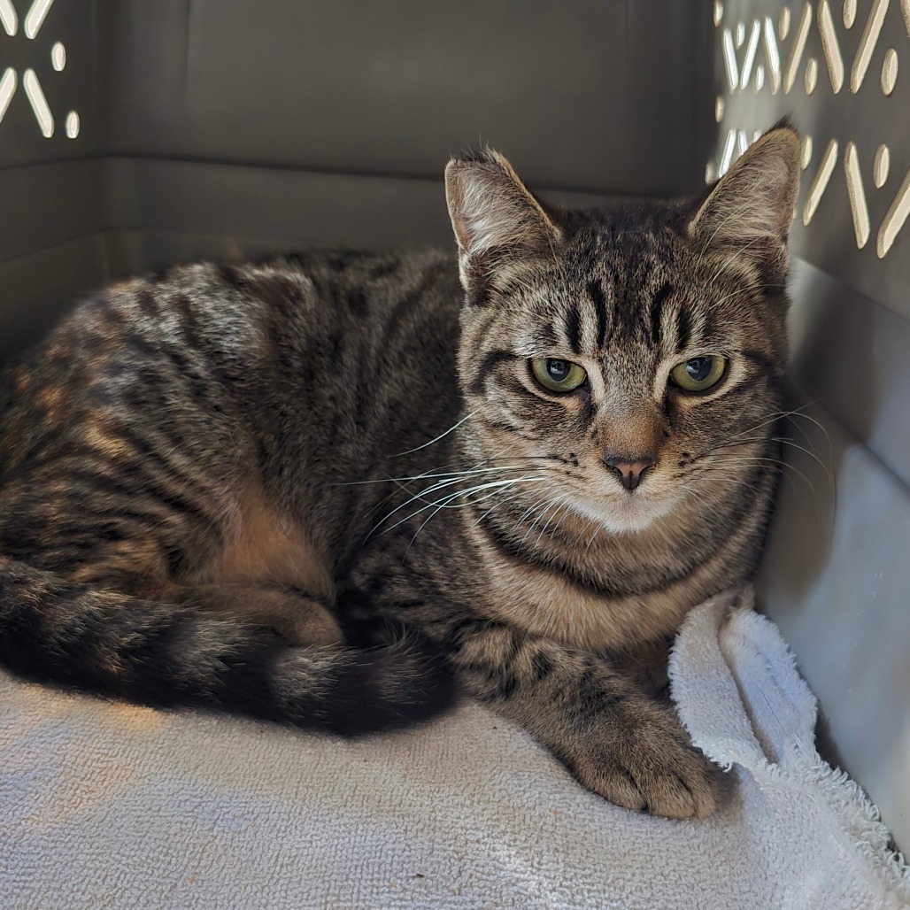 Wile E, an adoptable Domestic Short Hair in Jacksonville, OR, 97530 | Photo Image 1