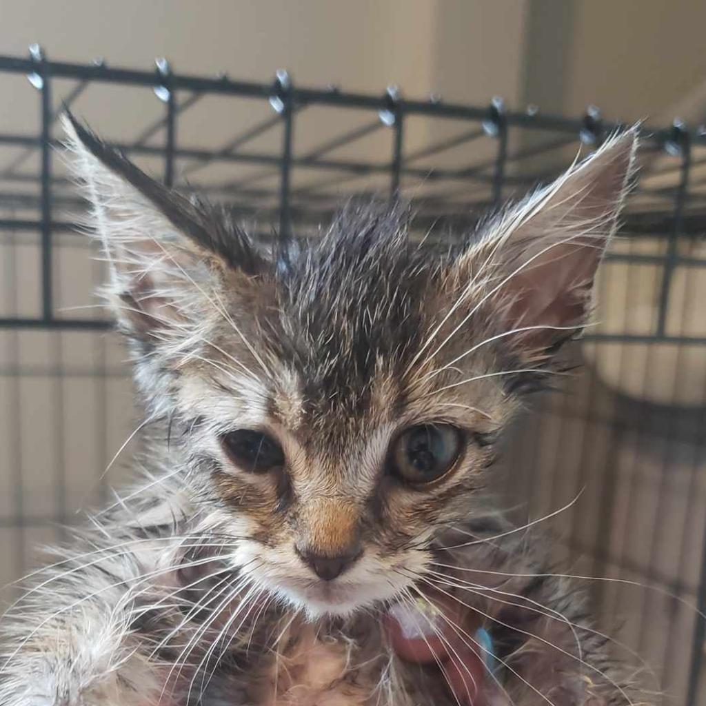 Wile E, an adoptable Domestic Short Hair in Jacksonville, OR, 97530 | Photo Image 2