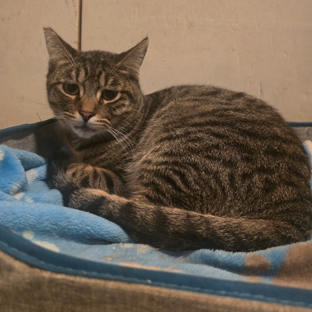 Bugs, an adoptable Domestic Short Hair in Jacksonville, OR, 97530 | Photo Image 1