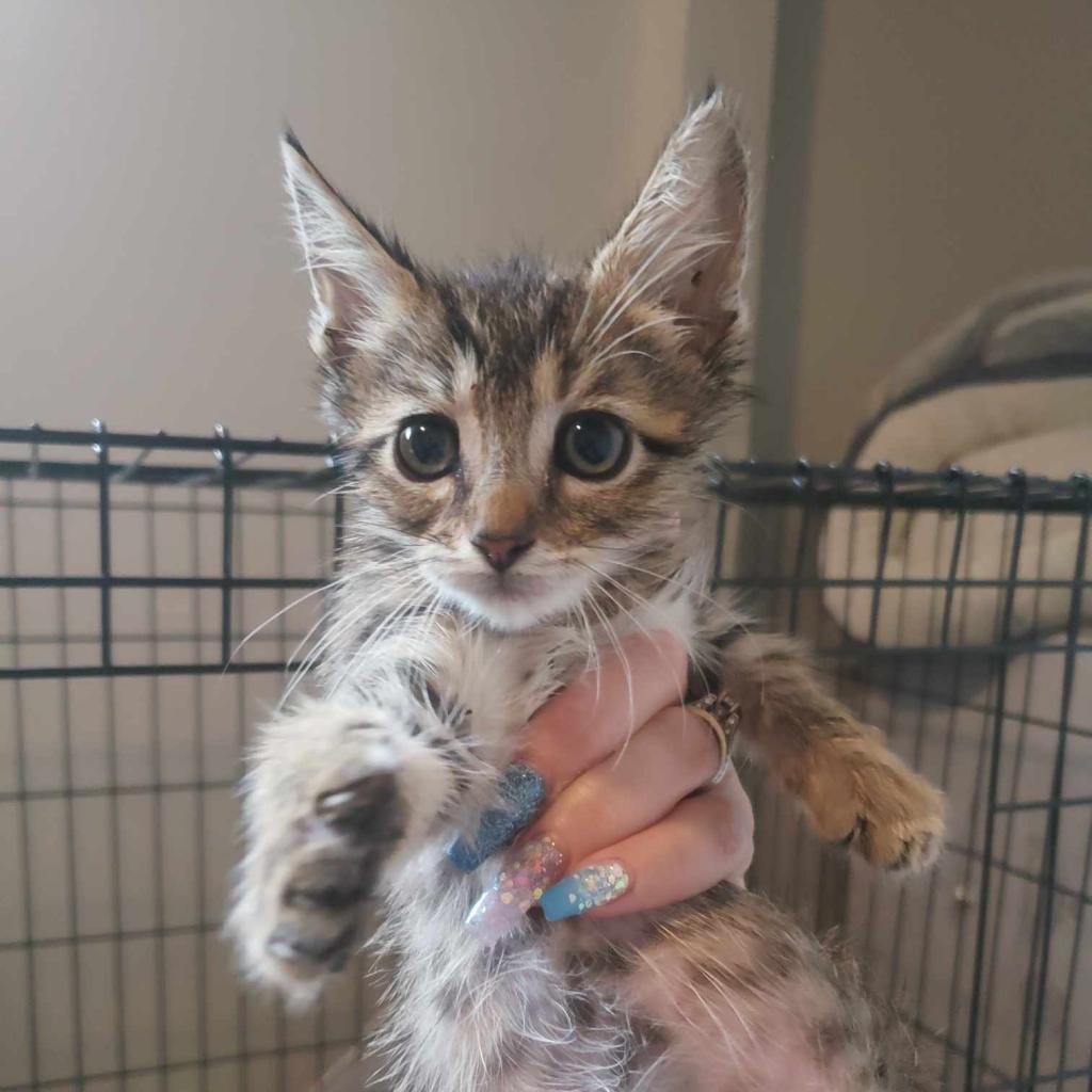 Bugs, an adoptable Domestic Short Hair in Jacksonville, OR, 97530 | Photo Image 2