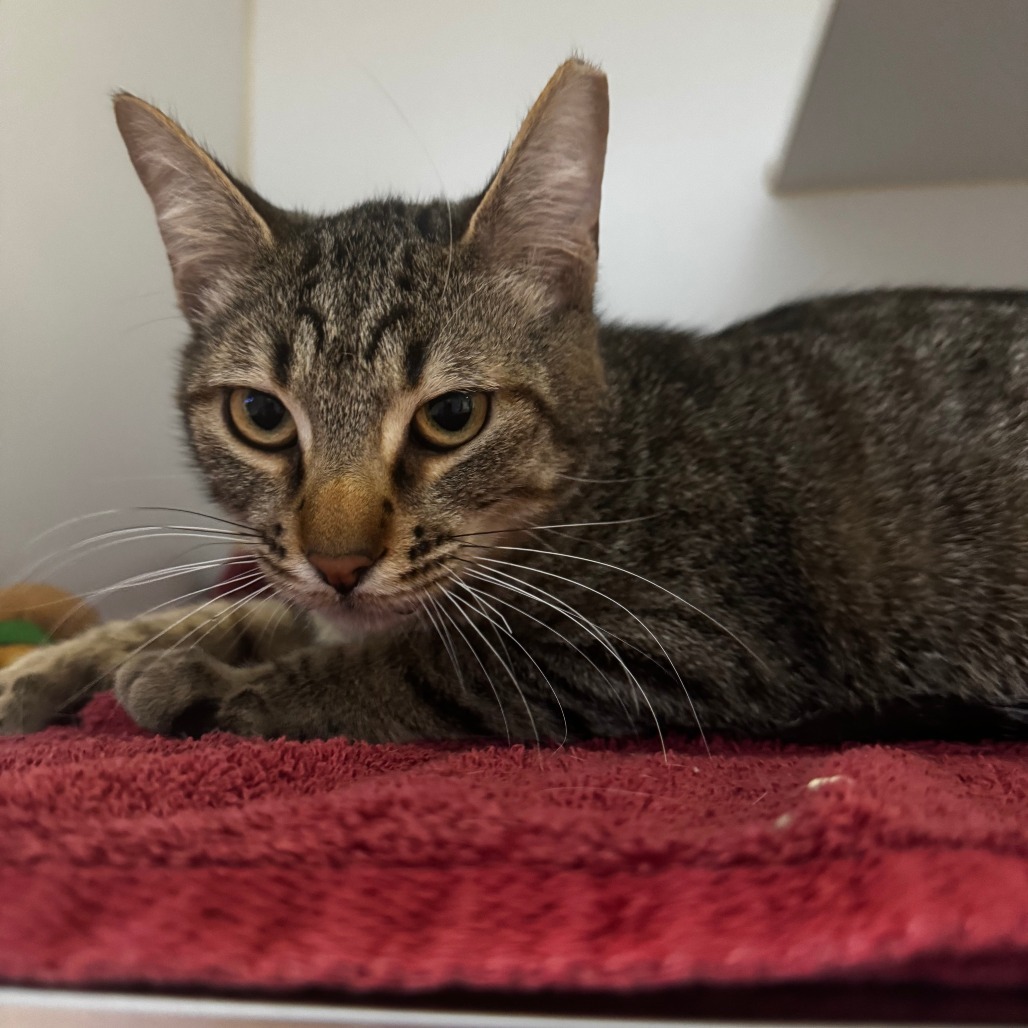Chicory, an adoptable Domestic Short Hair in Incline Village, NV, 89451 | Photo Image 1