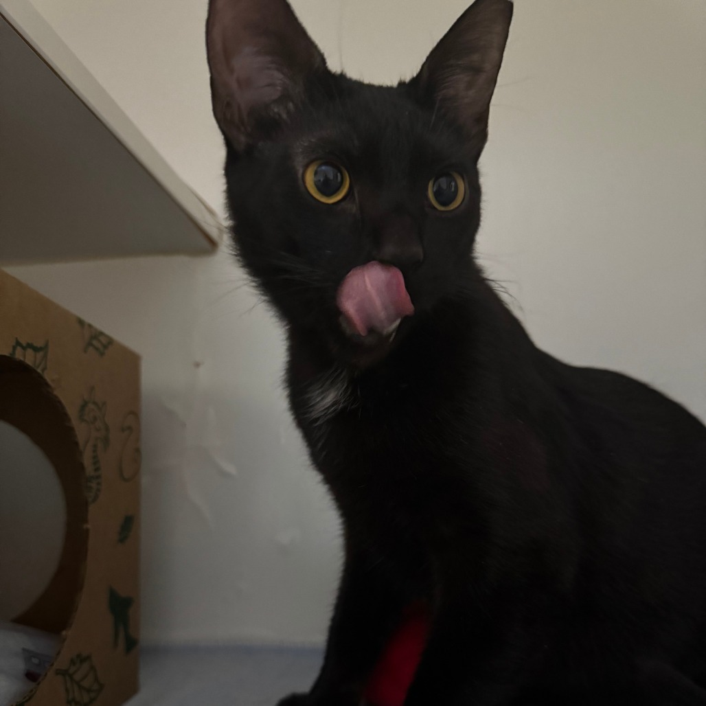 Nevermore, an adoptable Domestic Short Hair in Incline Village, NV, 89451 | Photo Image 1