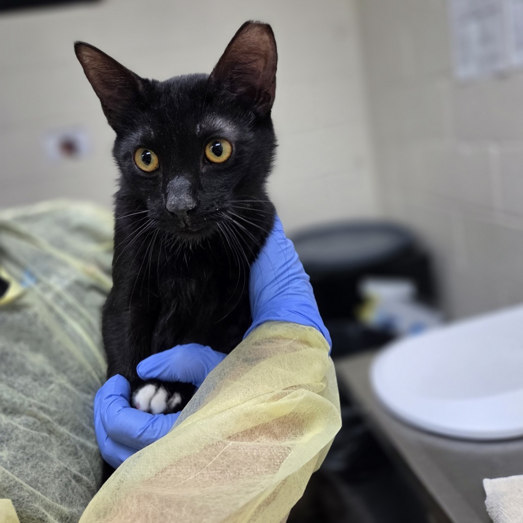 Nevermore, an adoptable Domestic Short Hair in Incline Village, NV, 89451 | Photo Image 2