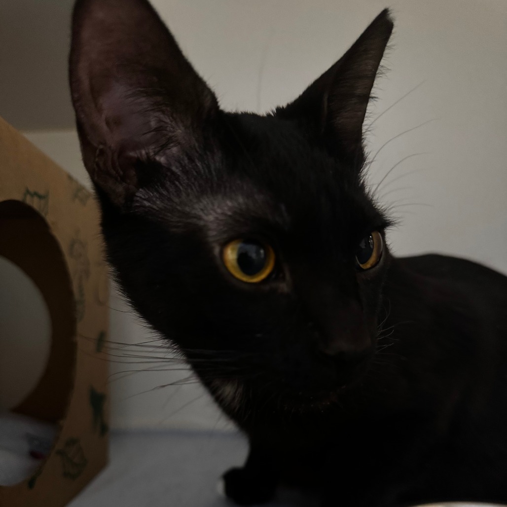 Nevermore, an adoptable Domestic Short Hair in Incline Village, NV, 89451 | Photo Image 3