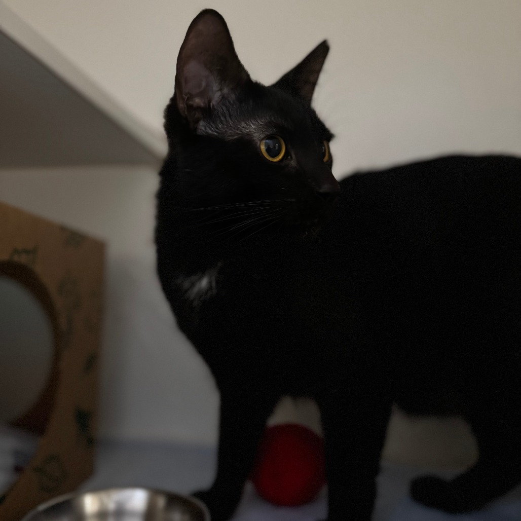Nevermore, an adoptable Domestic Short Hair in Incline Village, NV, 89451 | Photo Image 4
