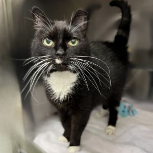 Bootsy Boo Boo, Senior Female unknown