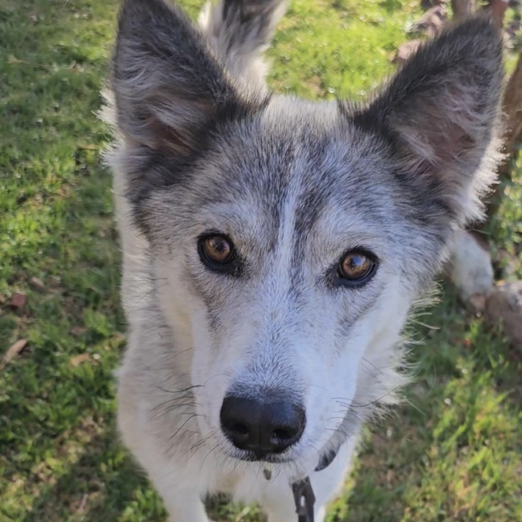 Stella