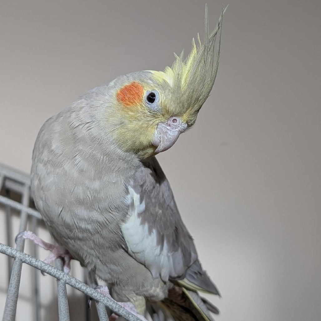 Peanut