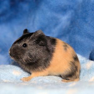 Im Bud a male American guinea pig who was born in the rescue on 51722 after my mom was part