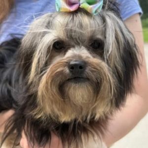 Cookie Yorkshire Terrier Dog