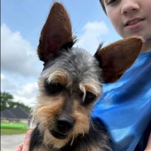 Coco Yorkshire Terrier Dog