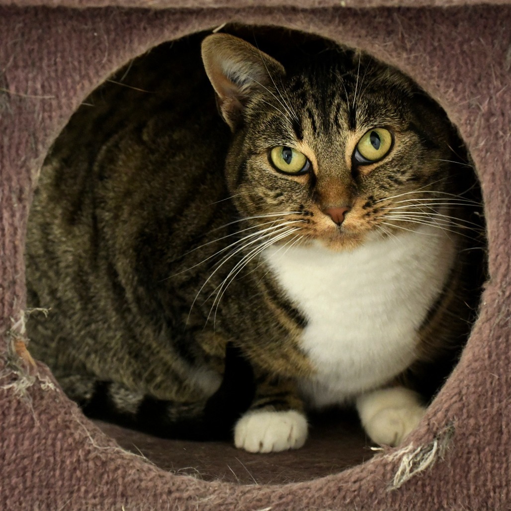 Fig, an adoptable Domestic Short Hair in Chilliwack, BC, V2P 6H3 | Photo Image 1