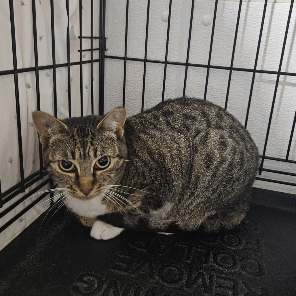 Fig, an adoptable Domestic Short Hair in Chilliwack, BC, V2P 6H3 | Photo Image 2