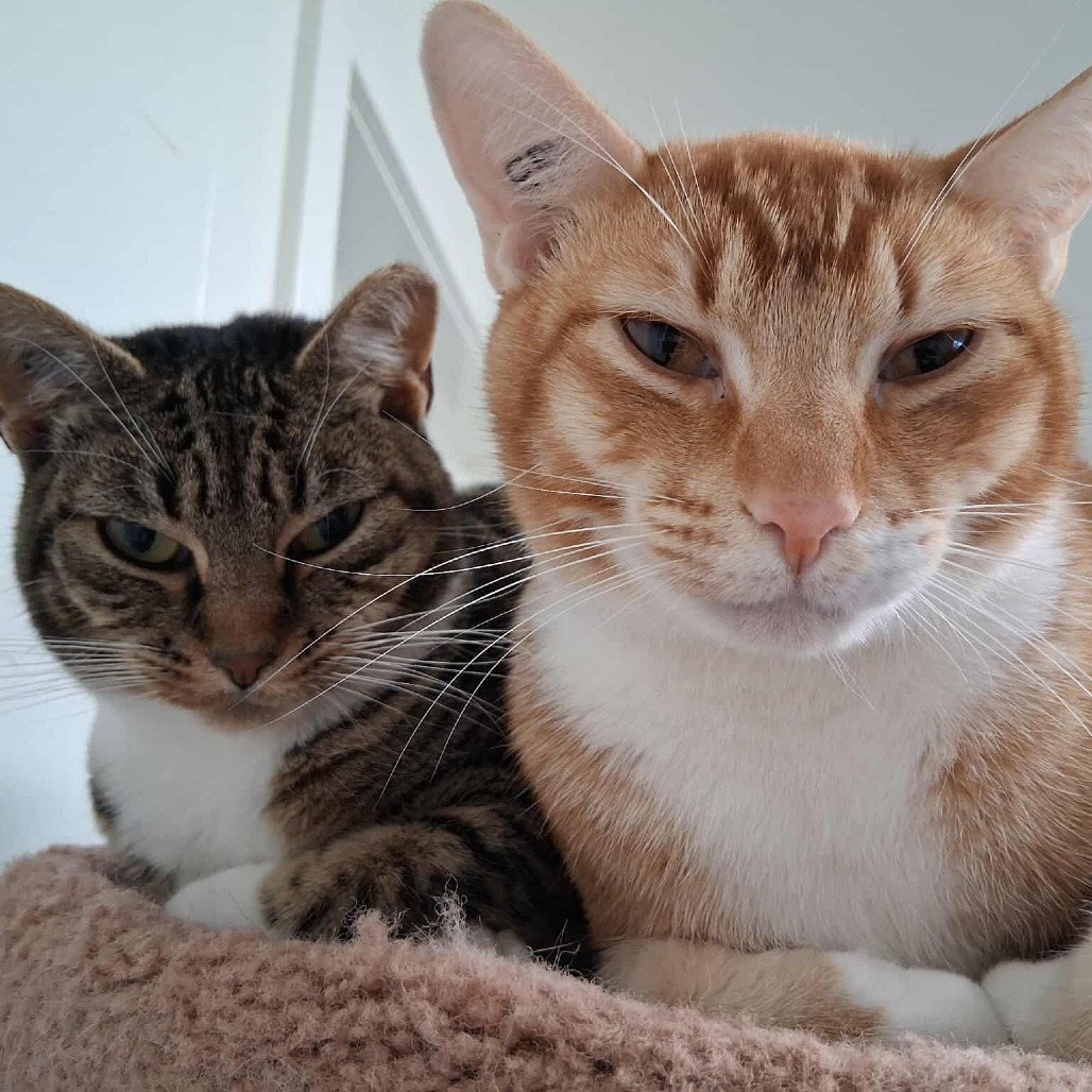 Fig, an adoptable Domestic Short Hair in Chilliwack, BC, V2P 6H3 | Photo Image 3