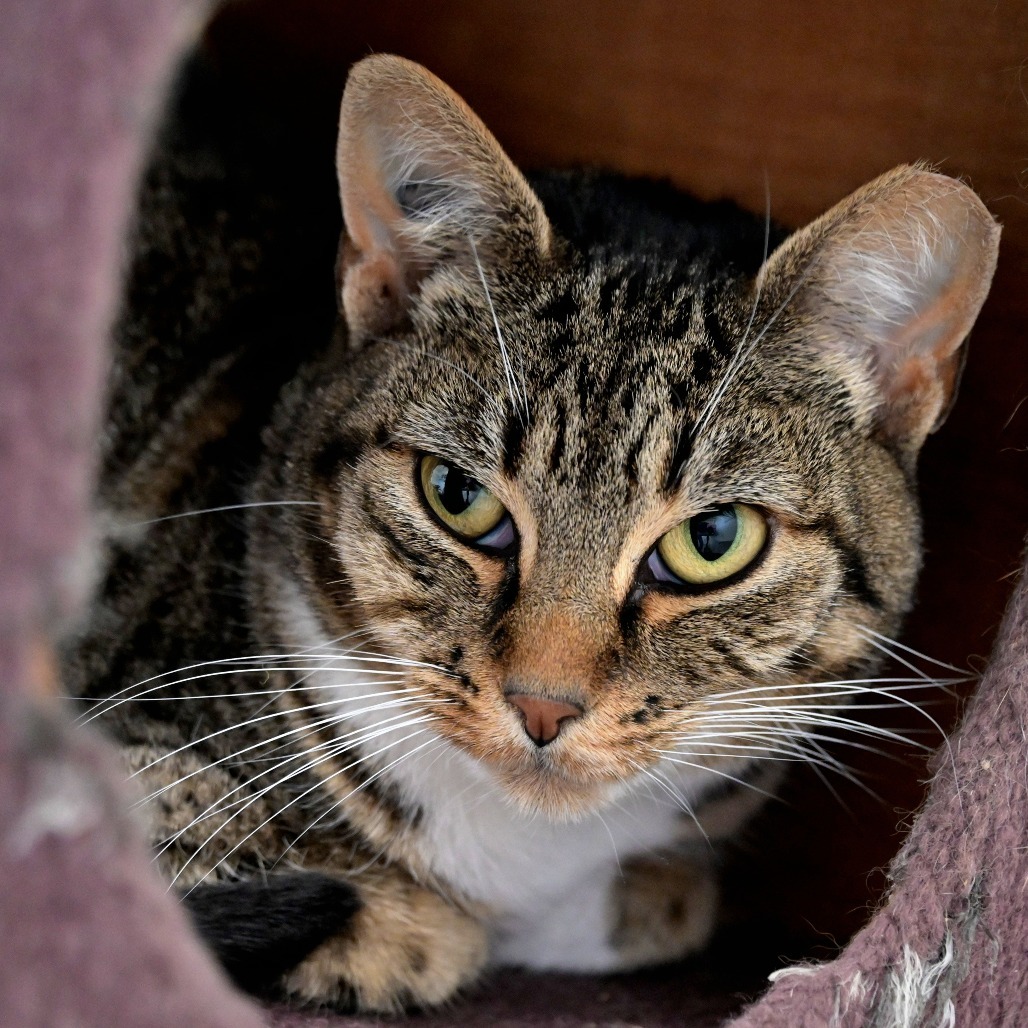 Fig, an adoptable Domestic Short Hair in Chilliwack, BC, V2P 6H3 | Photo Image 4