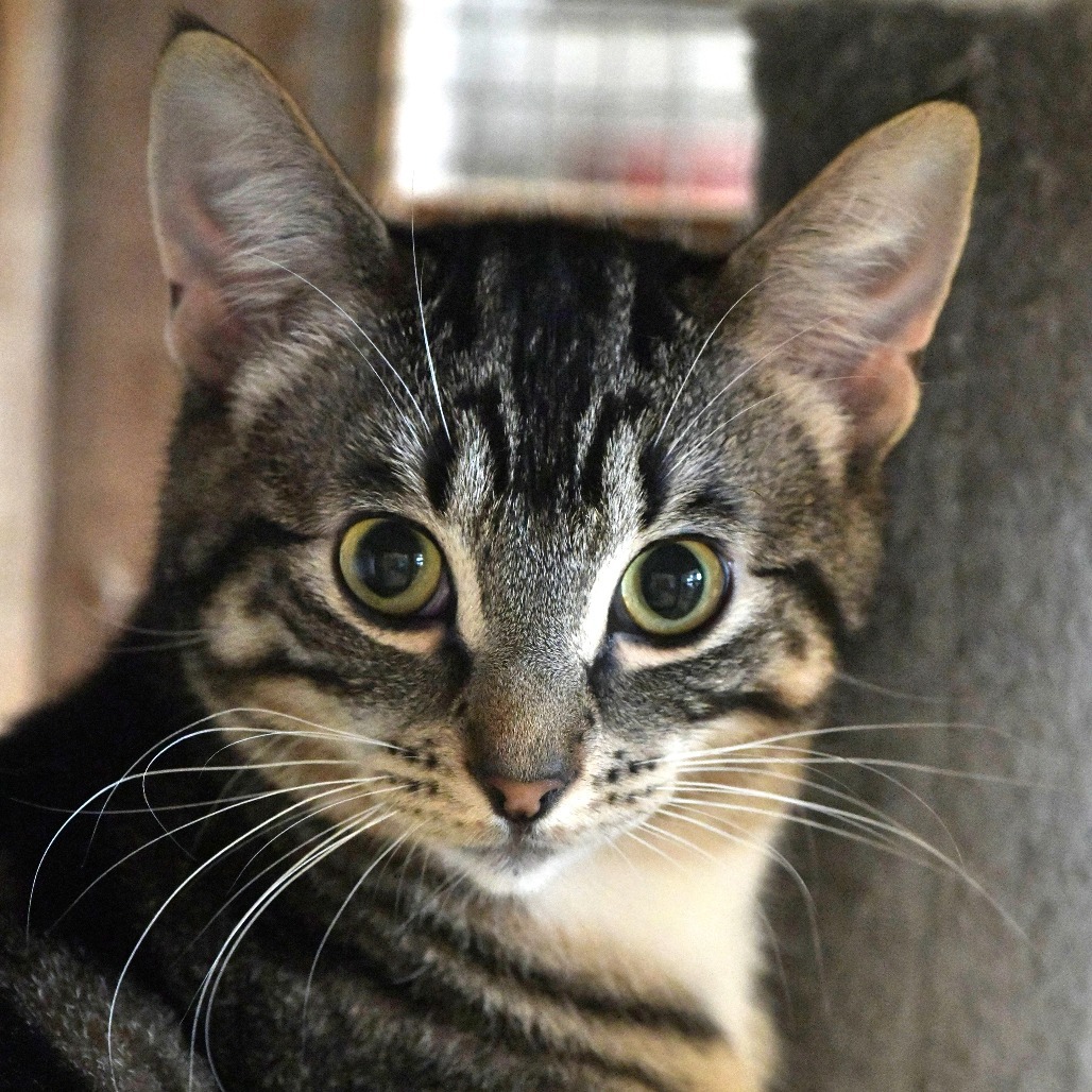 Leonardo (aka The Brain), an adoptable Domestic Short Hair in Chilliwack, BC, V2P 6H3 | Photo Image 1