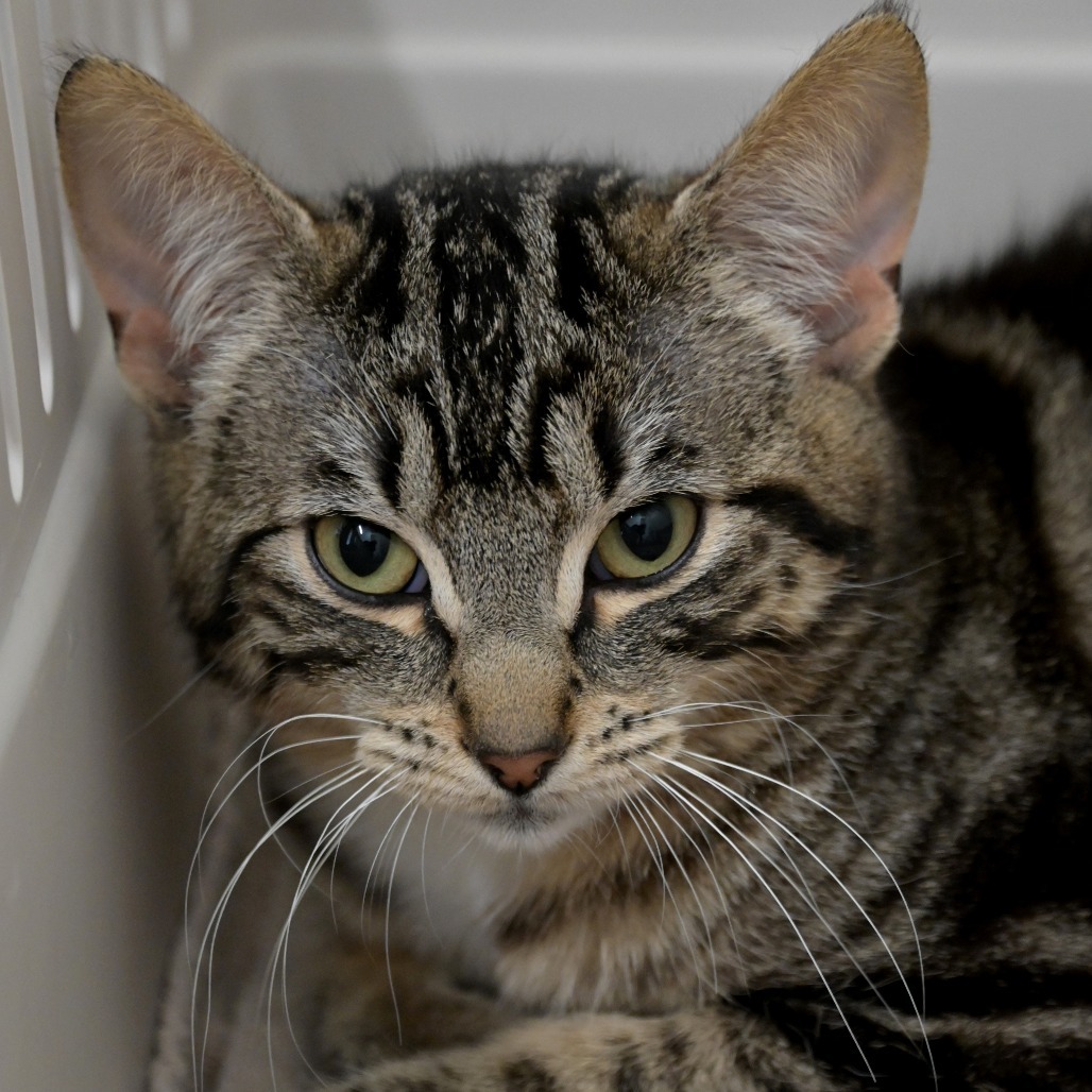 Leonardo (aka The Brain), an adoptable Domestic Short Hair in Chilliwack, BC, V2P 6H3 | Photo Image 2