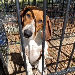 Sam, Adult Male Mixed Breed