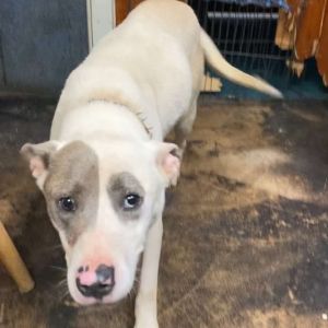 Antha, Adult Female Cattle Dog