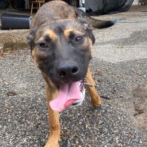 Oak, Adult Male Shepherd