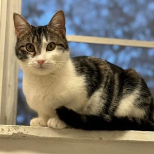 Lilly, Adult Female Domestic Short Hair