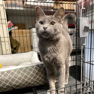 Terra, Young Female Domestic Short Hair