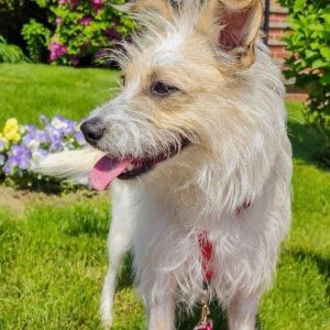 Meet Paneer - A Brave Girl with a Big Heart Paneer is a sweet and resilient female pup who made