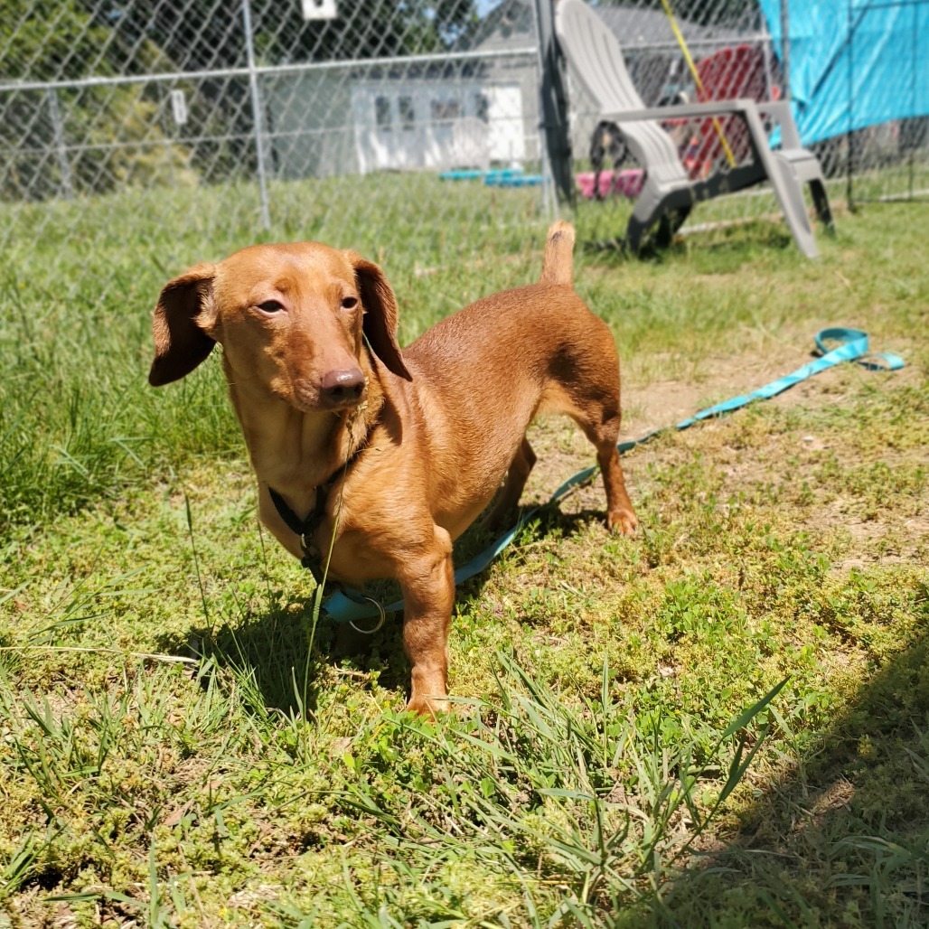 Slinky