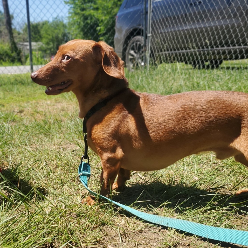 Slinky