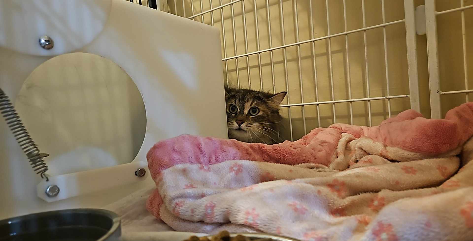 Grumpy, an adoptable Domestic Medium Hair in Dillon, MT, 59725 | Photo Image 1