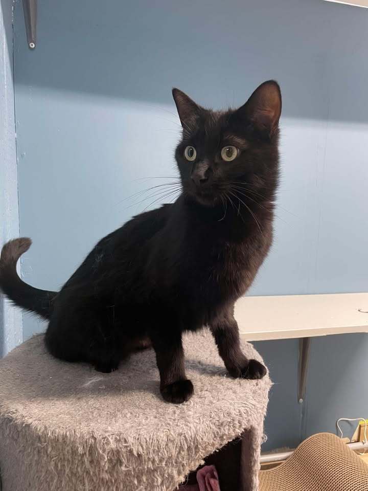 April, an adoptable Domestic Short Hair in Dillon, MT, 59725 | Photo Image 1