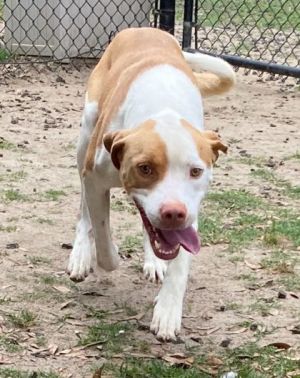Faro(HW+), Young Male Hound